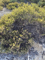 Arctostaphylos myrtifolia