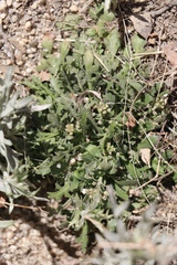 Lepidium lasiocarpum