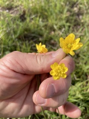 Ranunculus canus