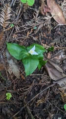 Trillium ovatum
