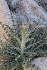 Cirsium neomexicanum