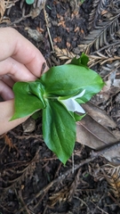 Trillium ovatum