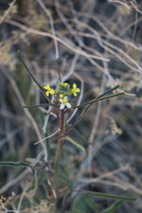 Sisymbrium orientale