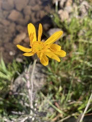 Eriophyllum lanatum