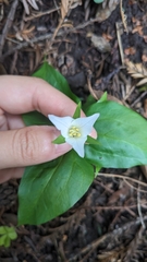 Trillium ovatum