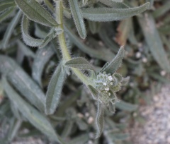 Cryptantha barbigera