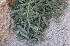 Cryptantha barbigera