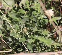 Lepidium lasiocarpum