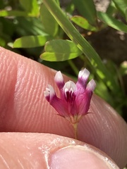 Trifolium depauperatum