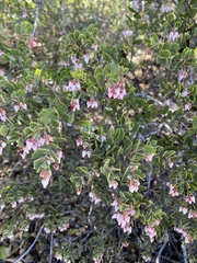 Arctostaphylos myrtifolia