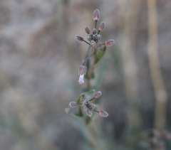 Boechera perennans