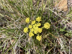 Lomatium utriculatum