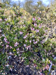 Arctostaphylos myrtifolia