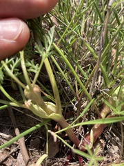Lomatium utriculatum