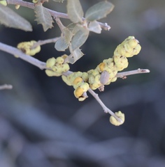 Cerococcus quercus