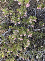 Arctostaphylos myrtifolia