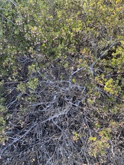 Arctostaphylos myrtifolia