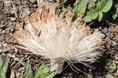 Pseudobombax septenatum