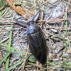 Lethocerus uhleri