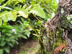 Davallia denticulata