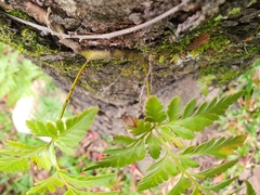 Davallia denticulata