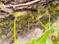 Davallia denticulata