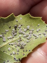 Aleuroplatus coronata