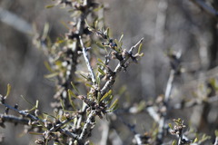 Prunus fasciculata
