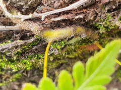 Davallia denticulata