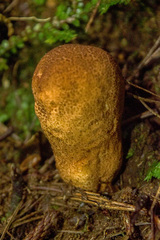 Rhizopogon