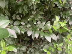 Ligustrum japonicum
