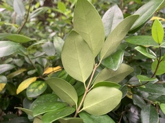 Ligustrum japonicum