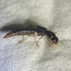 Pinophilus