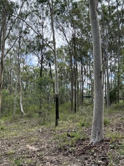 Corymbia tessellaris