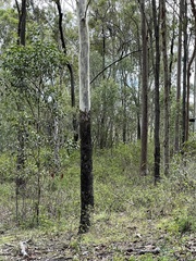 Corymbia tessellaris