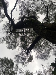 Acacia confusa