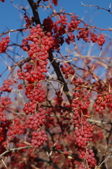 Berberis iliensis