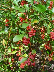 Berberis iliensis