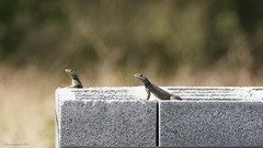 Sceloporus cyanogenys