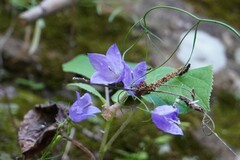 Campanula intercedens