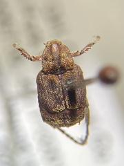 Valgus canaliculatus