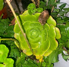 Aeonium canariense