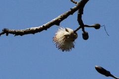 Pseudobombax septenatum