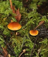Pluteus leoninus