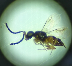 Ceraphronoidea