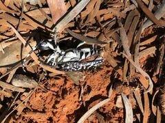 Rhytiphora saundersii