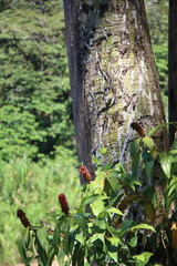 Pseudobombax septenatum