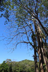 Pseudobombax septenatum