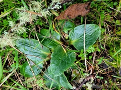 Micranthes integrifolia