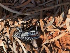 Rhytiphora saundersii